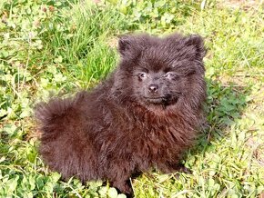 Krásná Černá Pomeranian Fenečka - 3