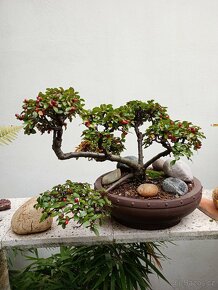 Skalník rozkladitý bonsai - 3