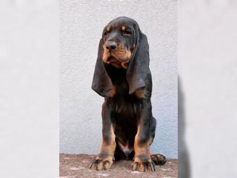 Black and Tan Coonhound s PP/FCI - 3