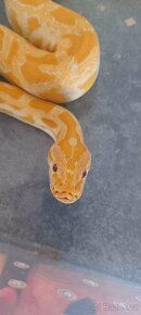 Krajta tmavá (Python molurus albino) - 3