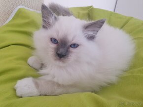 Ragdoll kocourek s pp blue mitted - 3