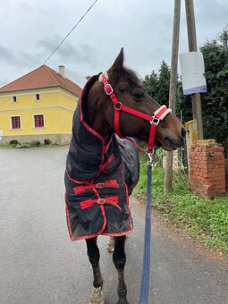 Prodám pony valaška do sportu - 3