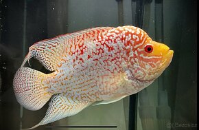 Flowerhorn Fireman s dream Kamfa - 3