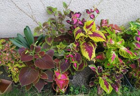 Coleus - africké kopřivy - různé - 3