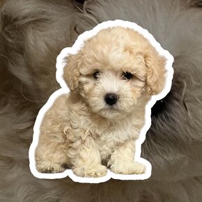 Maltipoo, maltipo - 3