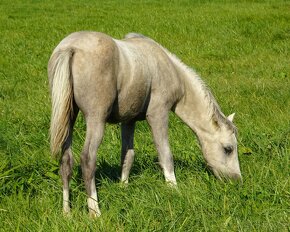 Prodám letošního hřebečka Welsh pony, sekce B, s PP. - 3