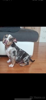 American bully pocket - 3