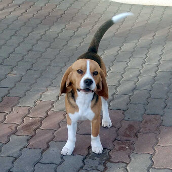 Prodám čistokrevného bígla (bígl beagle) s PP - 3