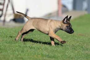 Belgický ovčák malinois - Kalypso - fenečka 9 týdnů - 3