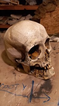 Human skull replica - lidská lebka - 3