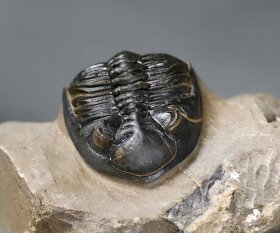 Trilobit s dokonalými očami - Fosilizované zviera - 5,3 cm - 3