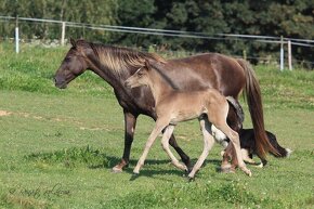 Kentucky Mountain Saddle Horse - 3