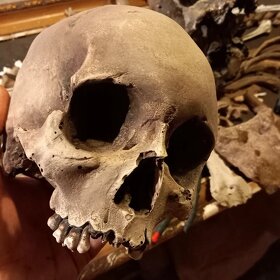 Replika lidské lebky human skull replica - 3