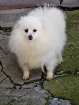 Pomeranian / Trpasličí špic bez PP - 3