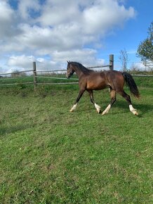 Prodám hřebečka welsh cob, sekce D - 3