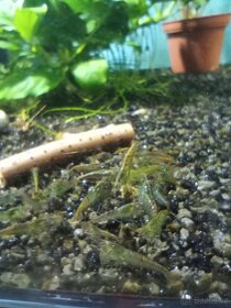 Prodám přebytky z odchovu Neocaridina Palmata Green - 3