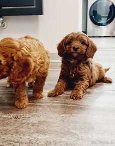 Cavapoo Cockapoo Maltipoo - 3