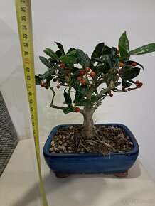 Bonsai Ilex - 3