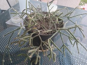 Pnouci kaktus, sukulent vzristle - 3