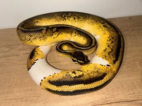 Poslední zvířata ze zrušeného chovu Python Regius - 3