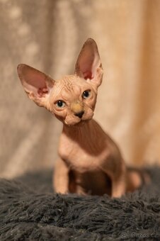 Kanadský sphynx kočička - 3