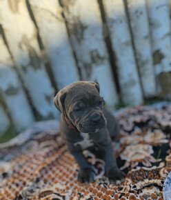 cane corso šteniatka - 3