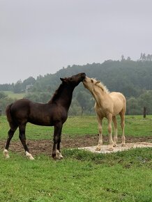 Welsh cob D - 3