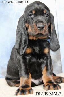 Black and Tan Coonhound s PP/ FCI - 3