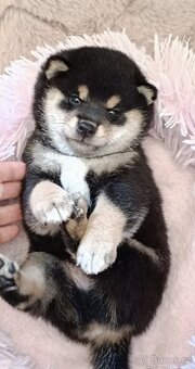 Shiba inu - 3