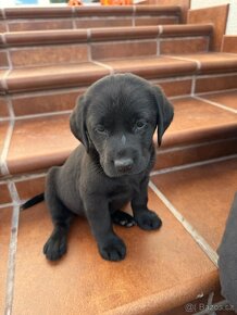 Labrador bez pp - 3