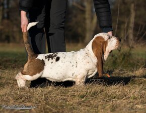 Basset hound - 3