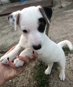 Jack Russell - 3