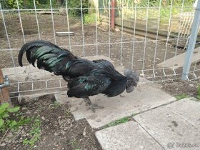 Ayam Cemani - násadová vejce Cemanská slepice NV - 3