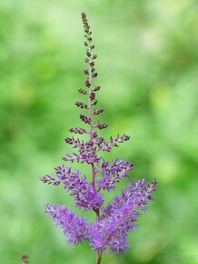 Cechrava astilbe bila, cervena, ruzova, fialova - 3