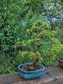 Bonsai, bonsaj - borovice - 3