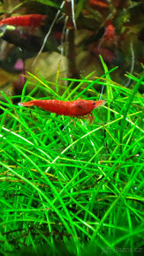 Krevetky Neocaridina davidi - bloody mary - 3