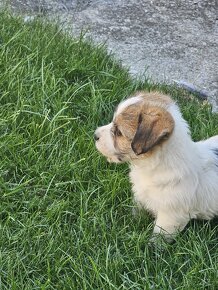 Jack Russel Terriers šteniatká na predaj - 3