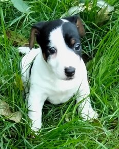 Jack Russel terier, kouzelná fenečka - 3