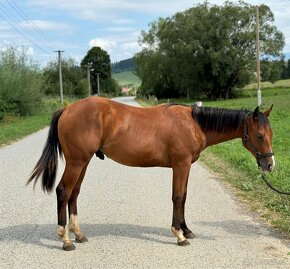 Žrebček QH - 3