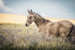 Lusitano - 3