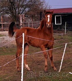 Appaloosa kobylka - 3