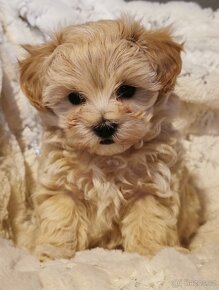 Maltipoo - 3