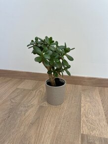 Rostlina Tlustice Crassula Ovata 32 cm - 3