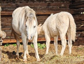 Welsh part bred - 3