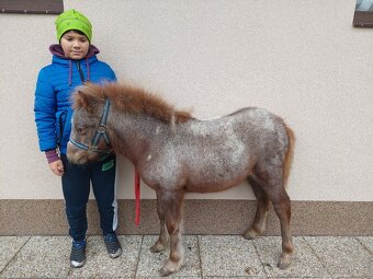 Pony kobylka - 3