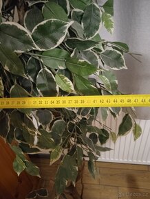 Prodám 2x umělá rostlina, výška cca 150cm - 3