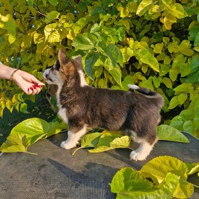 Welsh Corgi Pembroke - 3