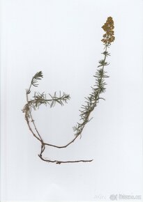 Vylisované rostliny s kořeny do herbáře od 22 Kč - 3