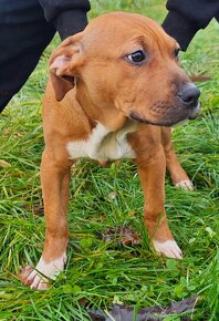 Pitbull, Americký pitbulteriér, American Pit Bull Terrier - 3