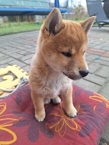 Shiba inu - 3